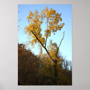 Tree with Yellow Leaves Poster