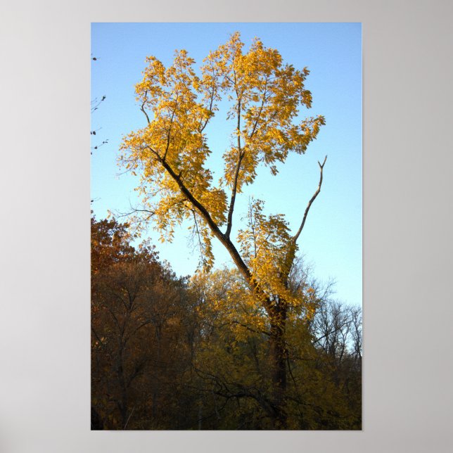 Tree with Yellow Leaves Poster (Front)