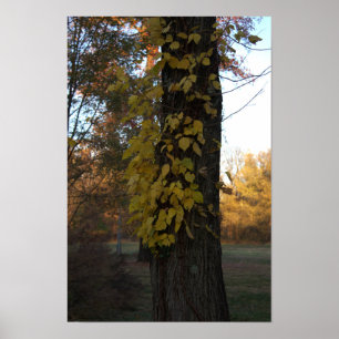 Tree with Yellow Leaves Poster