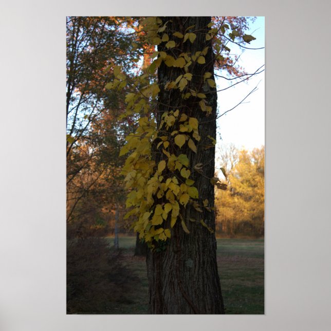 Tree with Yellow Leaves Poster (Front)