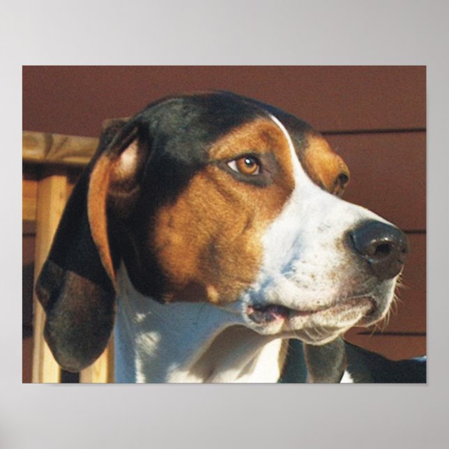 Treeing Walker Coonhound Poster (Front)
