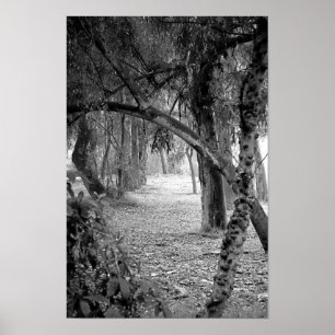 Treeline at Huntington Central Park - California Poster