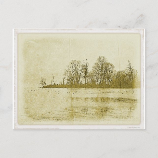 Treeline Postcard (Front)