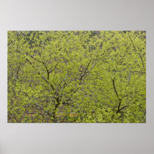 Trees - A Wall of Spring Green Poster