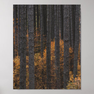 Trees and gold autumn foliage poster