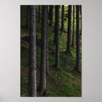 Trees and green moss