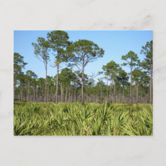 Trees and Saw Palmettos Postcard