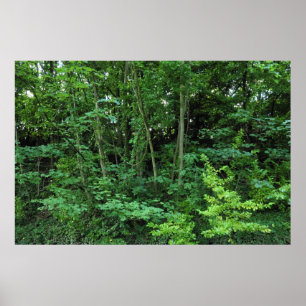 Trees and Shrubs Poster