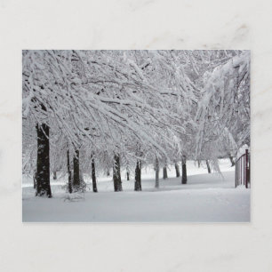 trees and snow postcard