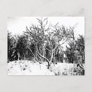 Trees and Snow Scene, Black and White Postcard