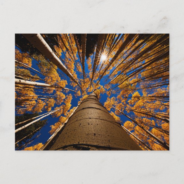 Trees at Flagstaff, Arizona (San Francisco Peaks) Postcard (Front)