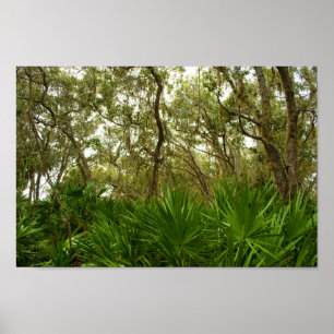Trees at Merritt Island National Wildlife Refuge Poster