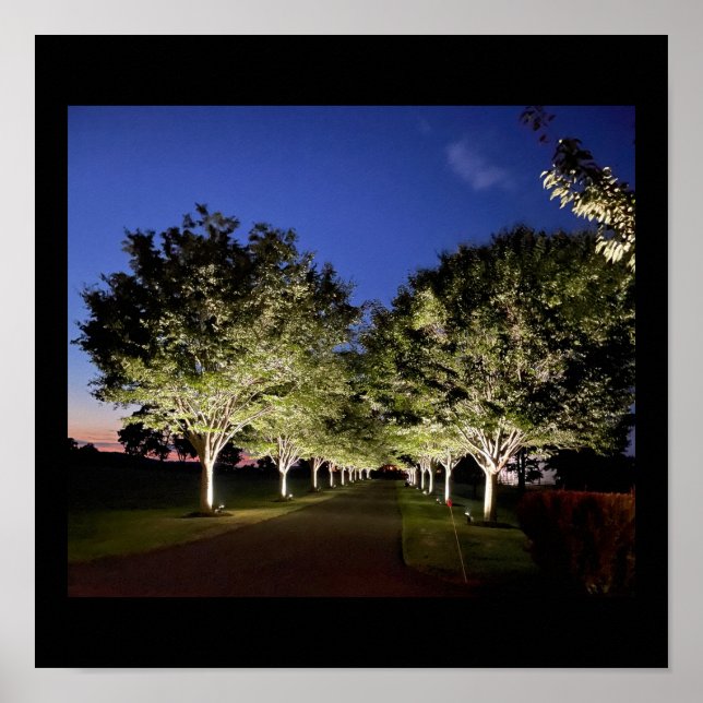Trees at Night Photo Poster (Front)