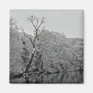 Trees, at the water magnet