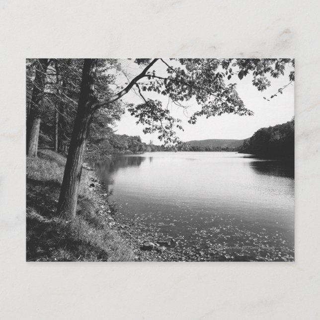 Trees by river B&W Postcard (Front)