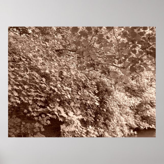 Trees by the Canal Poster (Front)