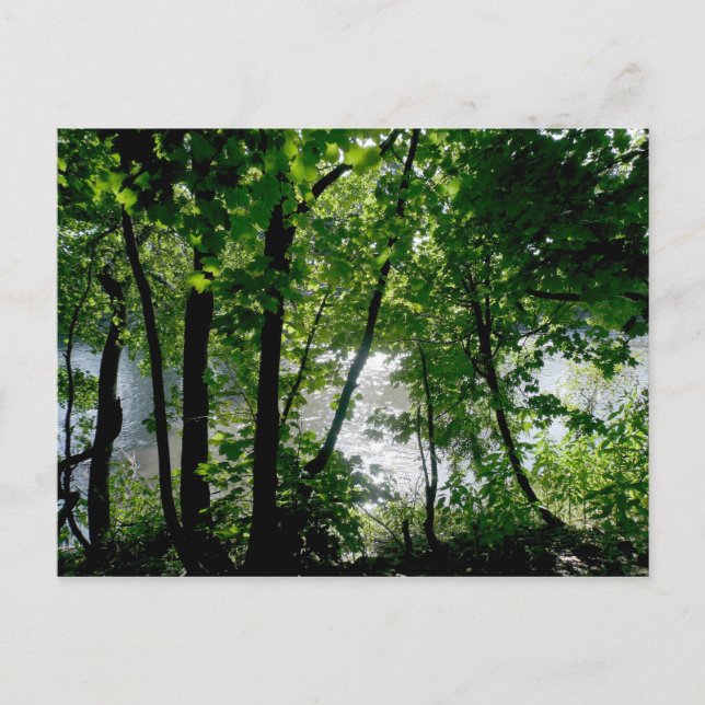Trees by the River Postcard (Front)