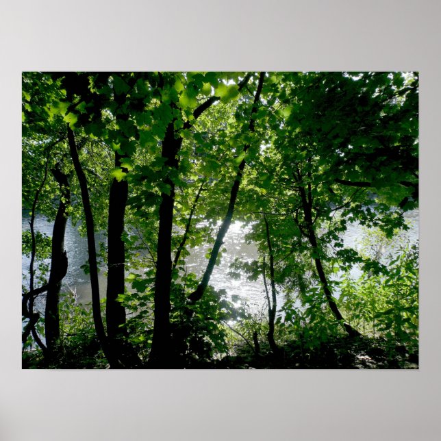 Trees by the River Poster (Front)