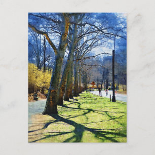 Trees Central Park NY Postcard