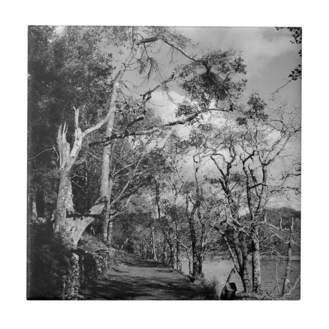 TREES CERAMIC TILE (Front)