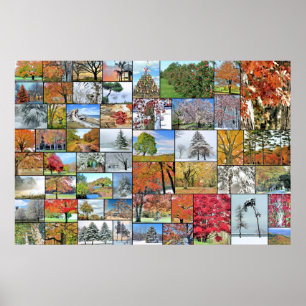 Trees collage poster 36 x 24