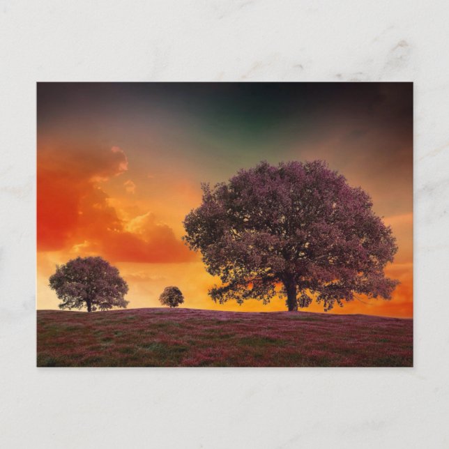 Trees colourful sky beautiful nature scenery postcard (Front)