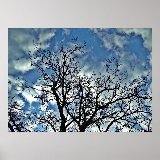 Trees dramatic sky poster (Front)