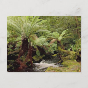 Trees environment Tasmania Australia Photography Postcard