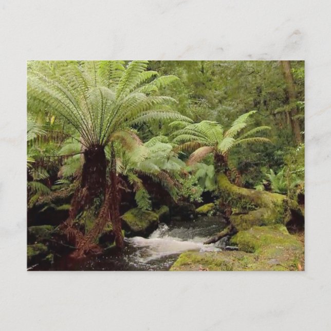 Trees environment Tasmania Australia Photography Postcard (Front)