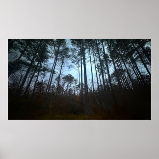 Trees & Fog, Poster