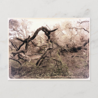 "Trees" Gilroy, CA Postcard
