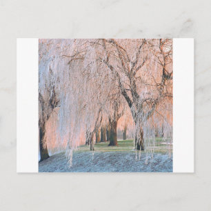 Trees Ice Covered Willow Postcard