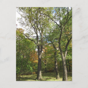 Trees in a park postcard