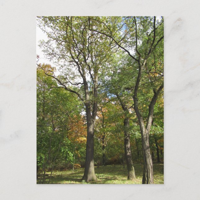 Trees in a park postcard (Front)