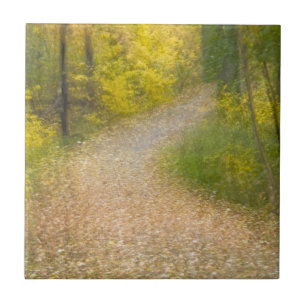 Trees in Autumn Colours and Leaf-Covered Pathway Ceramic Tile
