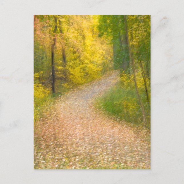 Trees in Autumn Colours and Leaf-Covered Pathway Postcard (Front)