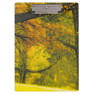 Trees in autumn colours clipboard