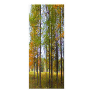 Trees in Autumn Photo Print
