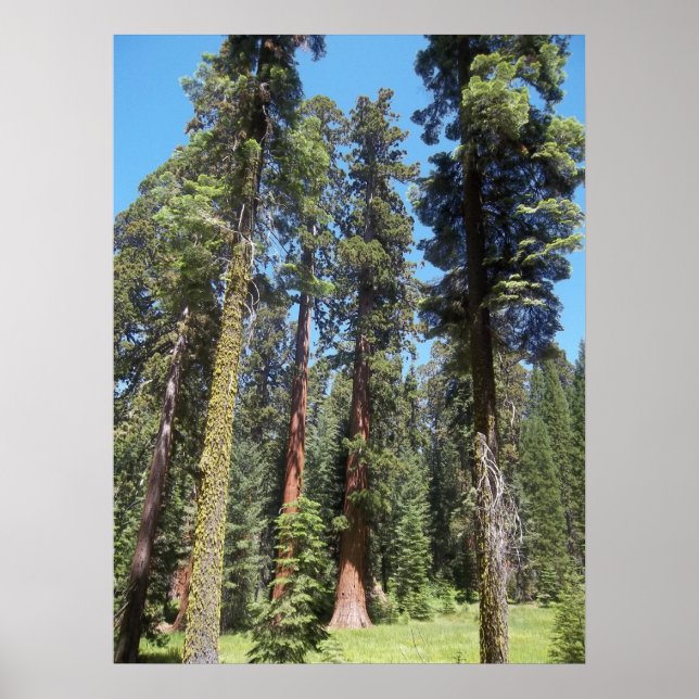 Trees In Mariposa Grove Poster (Front)