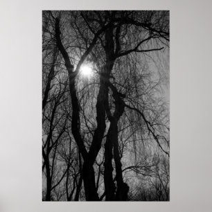 Trees in Silhouette Sun Rays Black and White Poster