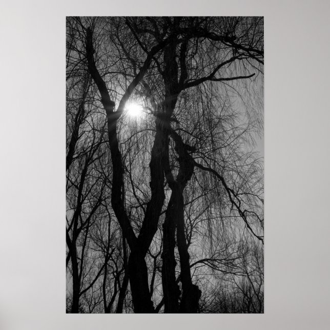 Trees in Silhouette Sun Rays Black and White Poster (Front)