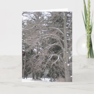 Trees in Snow III Card