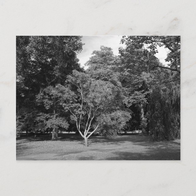 Trees in Summer BW Postcard (Front)