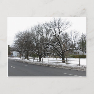 Trees In The Snow Postcard