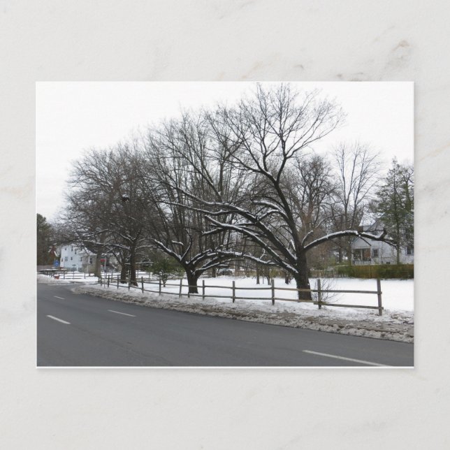 Trees In The Snow Postcard (Front)