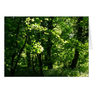 Trees in the Spring. Bute Park, Cardiff. Wales