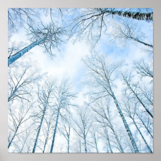 trees in the winter and the sky poster