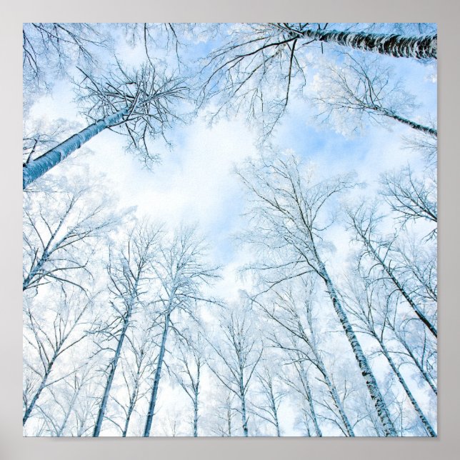 trees in the winter and the sky poster (Front)