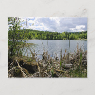 Trees Lake and Sky  Marshall Lake Boundary B.C. Postcard