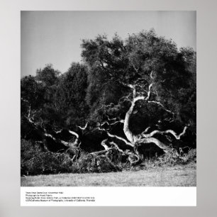Trees Near Santa Cruz, 1962, by Ansel Adams Poster